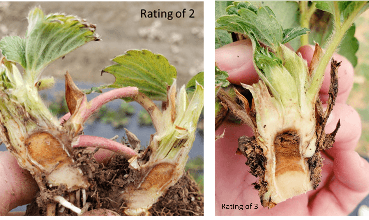 Impact of Fall Cold Injury to Strawberry Crowns on Spring Yield